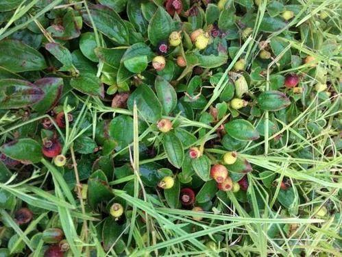 山上摘一兜地葡萄浑身长满小刺滋味甘美营养强