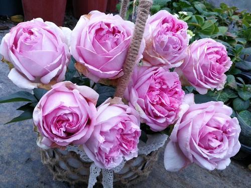 此款月季花朵超大还特香颜值高香味浓