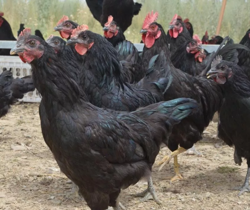 新疆土鸡品种图片