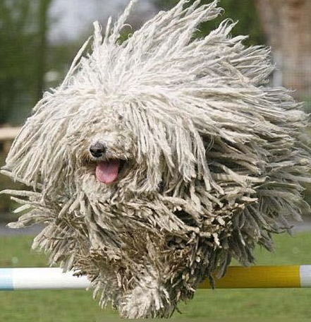 男子因为比较懒,买了条狗回家,训练几个月后,邻居都羡慕不已