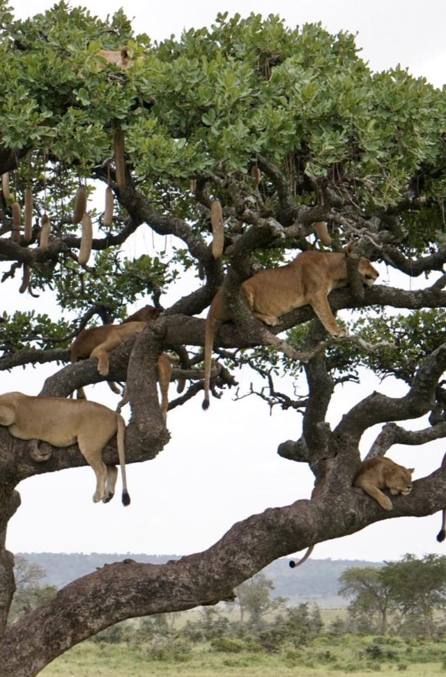 多头狮子"挂"在一棵树上打盹 场面壮观罕见 你能数出几头|野生动物|基