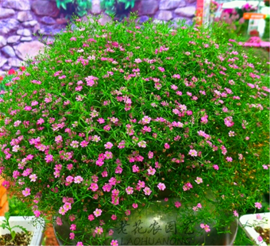 总结:满天星开花其实并不难,我们通过打顶修剪让它长出侧枝侧芽,创造