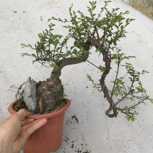 养了榆树盆景却没造型长势差哪里出了问题该怎么恢复价值