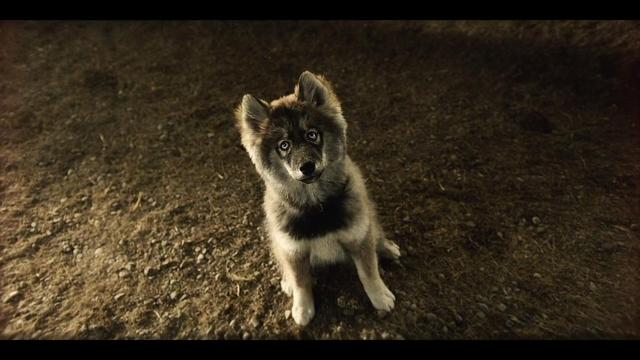 靠着天赋和塞帕拉的训练,多哥逐渐成长为诺姆市附近最优秀的雪橇犬