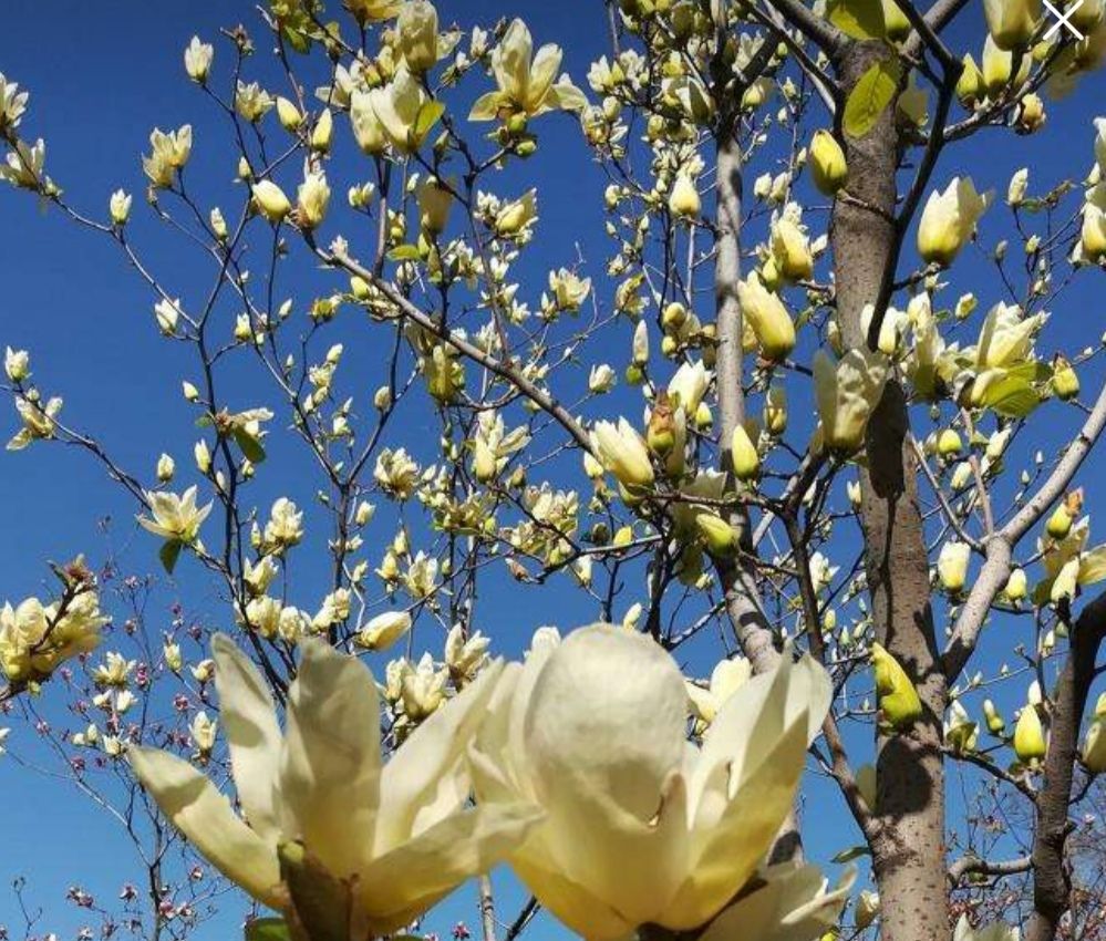 院子里栽2种树,春天到来繁花似锦,景色好美