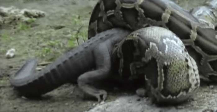 蟒蛇岸上等来了猎物, 竟活吞鳄鱼, 简直让人看的不敢相信!