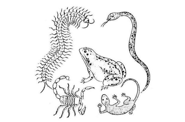 世界上最大的巨型蜈蚣五毒界的扛把子连蛇也敢吃的猛货