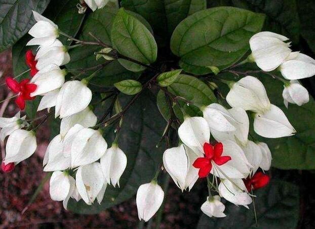 此花花型很美,寓意极好,代表着珍贵纯洁,内心热诚和顽强|龙吐珠|花型