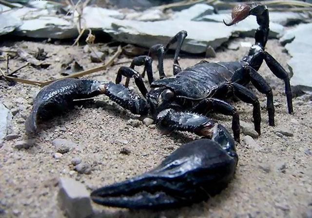 世界上最大的巨型蜈蚣五毒界的扛把子连蛇也敢吃的猛货