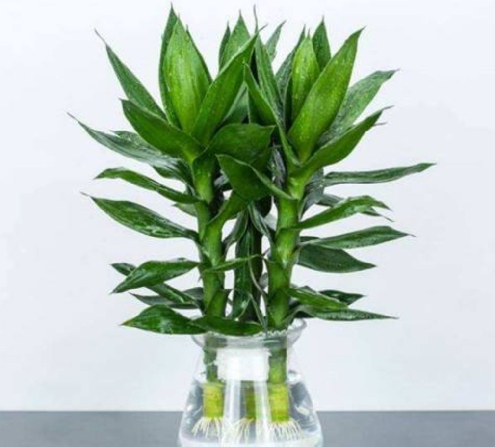新买的富贵竹,水插前掌握几个"小技巧",不黄叶长得旺