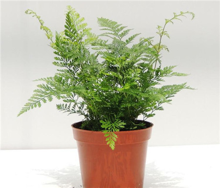 盆栽植物狼尾蕨的养护方法