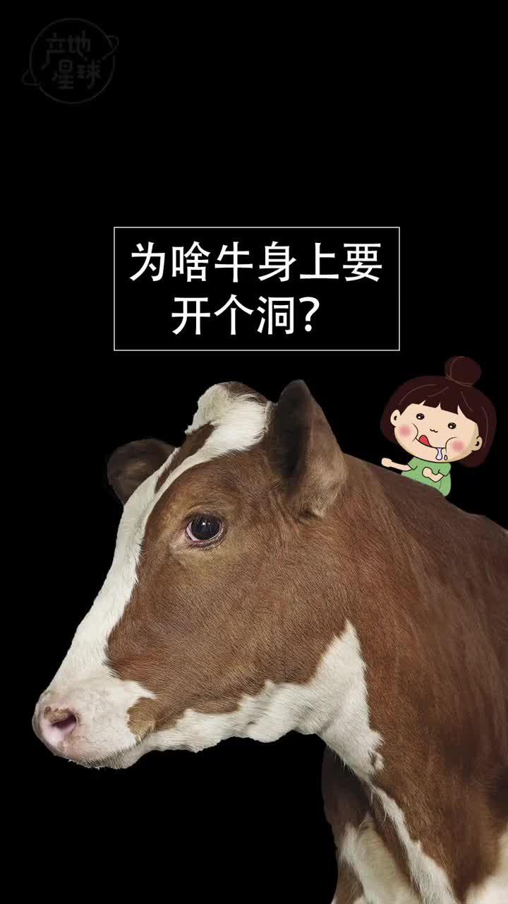 00:34 為什麼牛身上要開個洞?