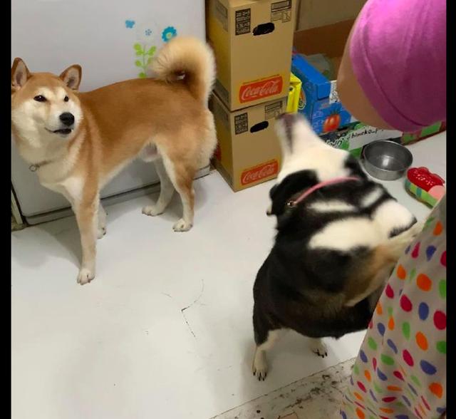 黑柴总是欺负黄柴,主人一来它却马上装可怜,还有两副面孔呢!