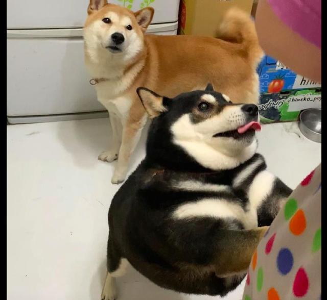 黑柴总是欺负黄柴,主人一来它却马上装可怜,还有两副面孔呢!