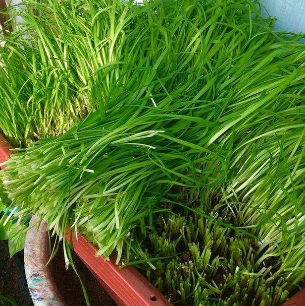 喜欢盆栽韭菜观赏,怕吃了不长新叶就这么照顾,割一茬长一茬