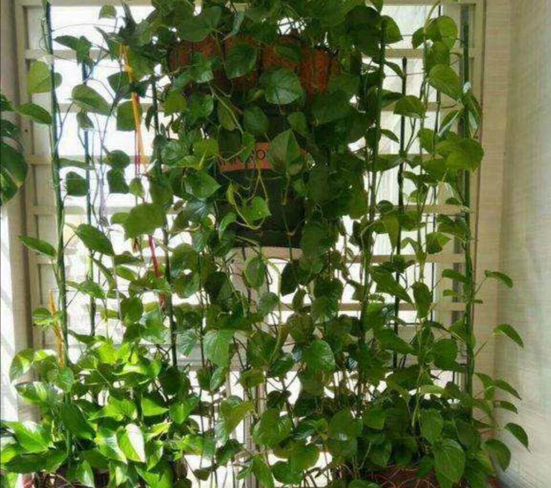 正文   1,补充养分   绿萝枝叶生长速度快,对肥料需要较多,平时不能