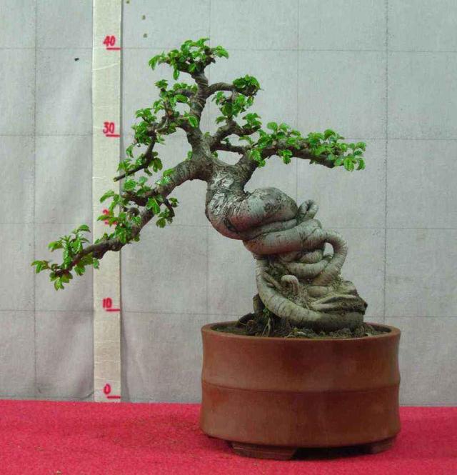 养了榆树盆景却没造型长势差哪里出了问题该怎么恢复价值