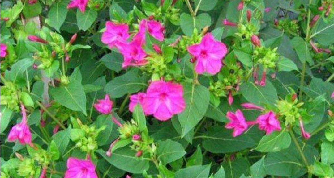 农村院子里,常栽种6种花,开花漂亮又好养