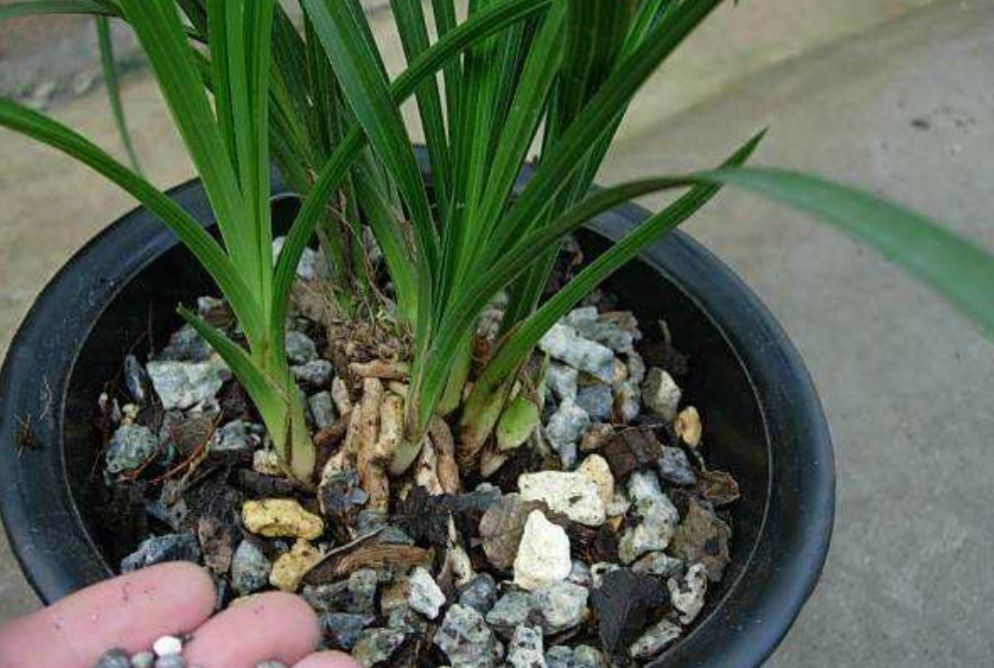 兰花多年不开花,做好几个小细节,每年都能开花