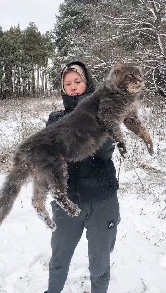 欧洲缅因猫,有点霸气!