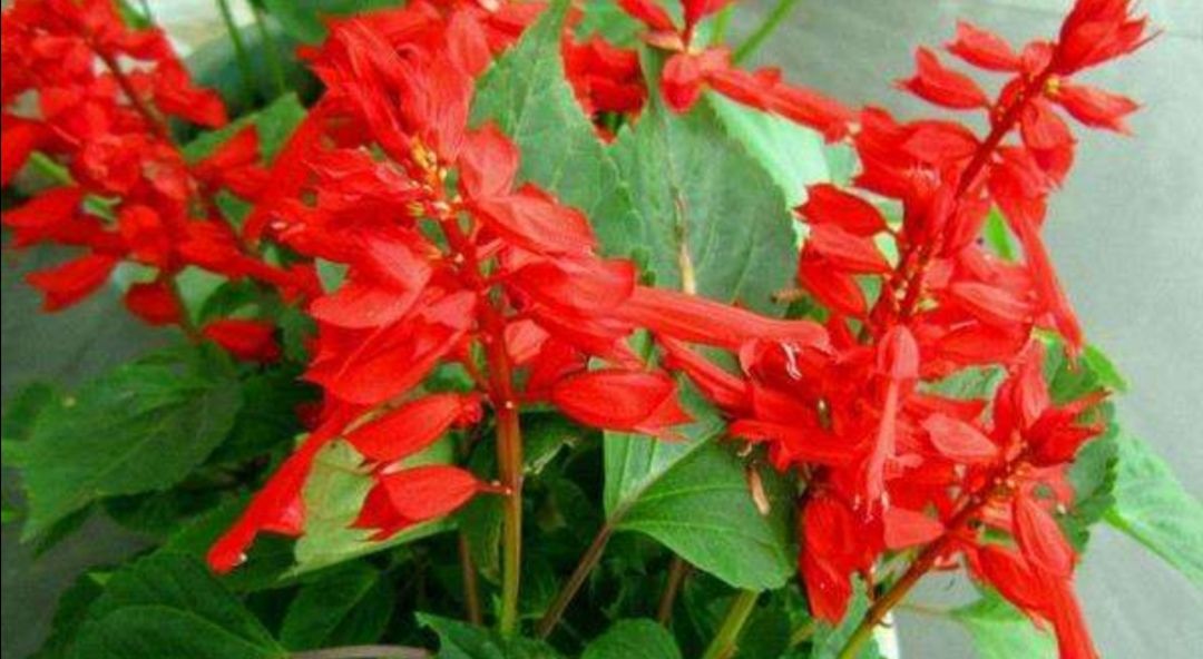 农村院子里,常栽种6种花,开花漂亮又好养