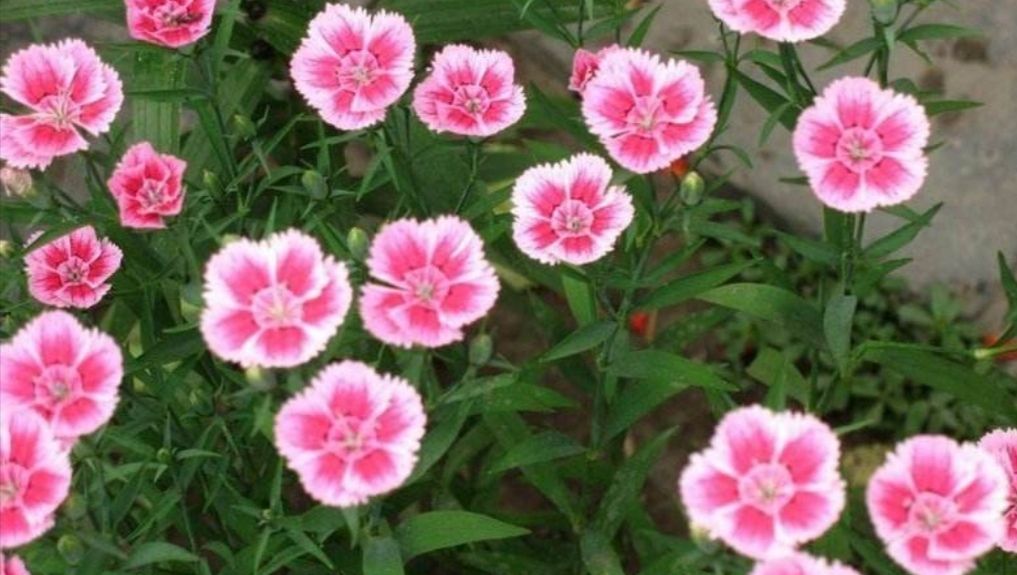 农村院子里,常栽种6种花,开花漂亮又好养