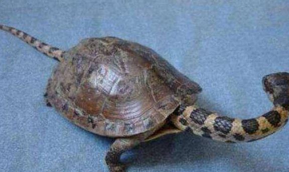 男子在河边捡到只"蛇龟",带回家被老婆看到后,吓得她拔腿就跑