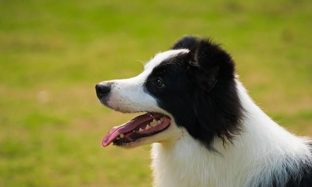 我家养着一只边境牧羊犬,它长得可真胖啊!