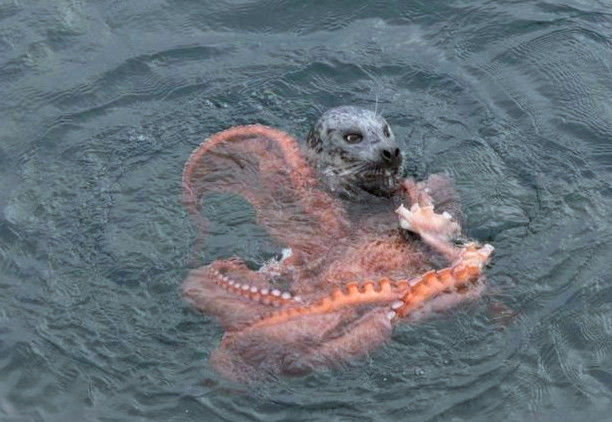 男子海上看到一生物,凑近一看,吓的他连退几步!