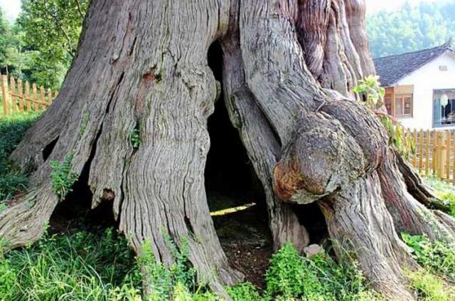 树干已被完全掏空,网友:放过它吧|柳杉|古树|树干_新浪新闻