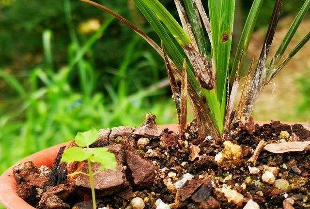 夏养兰花不注意,晒了一会就得病,严重了更是空盆|兰花|软腐病|病害