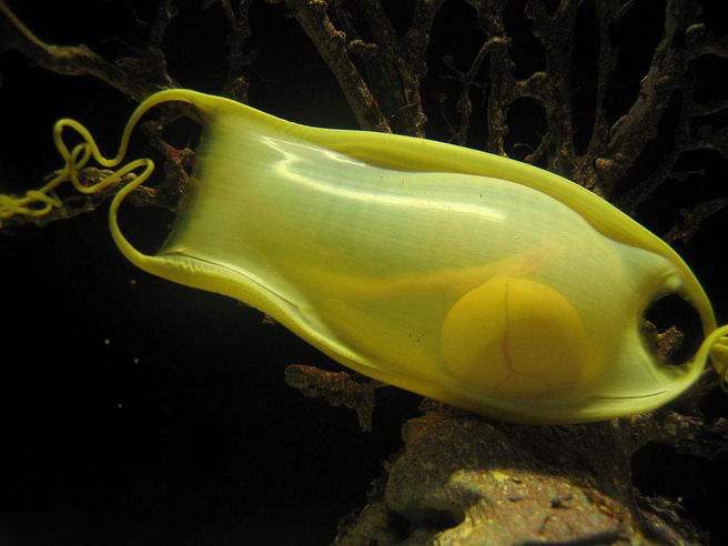 雌鲨鱼产下的蛋,本来带有厚厚的卵鞘,便于附着在岩石或者海藻上,抵挡