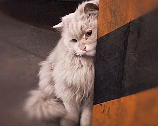 车库遇到一流浪猫,全身脏兮兮的,但这气质,一看就是小公举