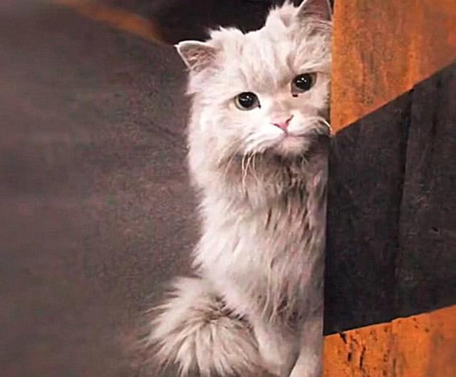 车库遇到一流浪猫,全身脏兮兮的,但这气质,一看就是小公举