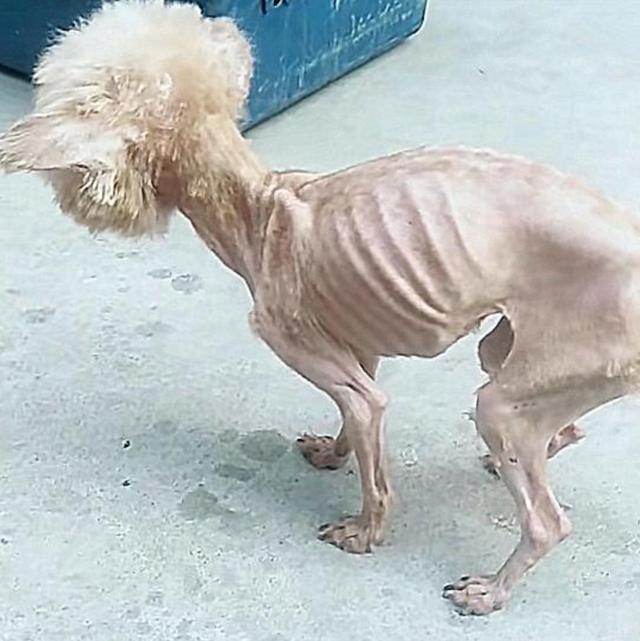 主人城里买房把狗狗遗弃在院子发现它时瘦得只剩下排骨