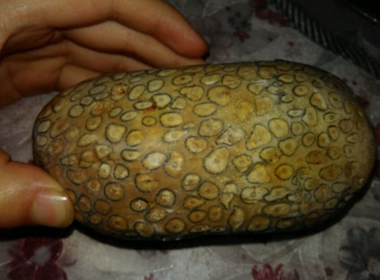 女子发现一块罕见奇石,带回家后,众人羡慕不已