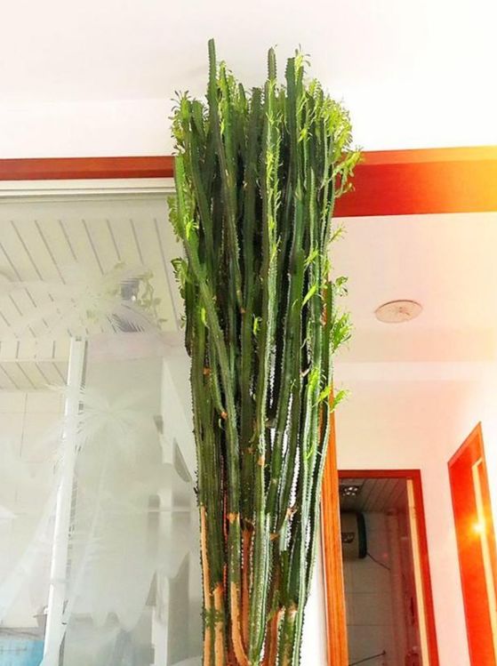 龙骨花养了10年开出百朵大花朵个个洁白漂亮直窜屋顶