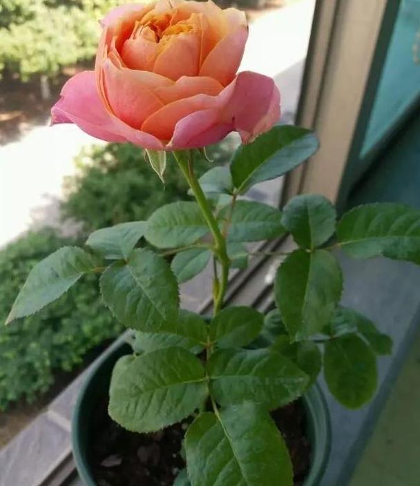 养殖花中皇后月季,盆栽做到这4点,花朵个大色艳,数量多