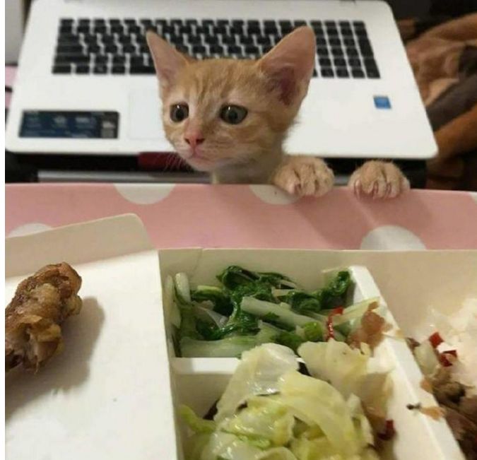 嘴馋的小猫咪看着鸡腿直流口水,眼巴巴的,把主人逗的直笑