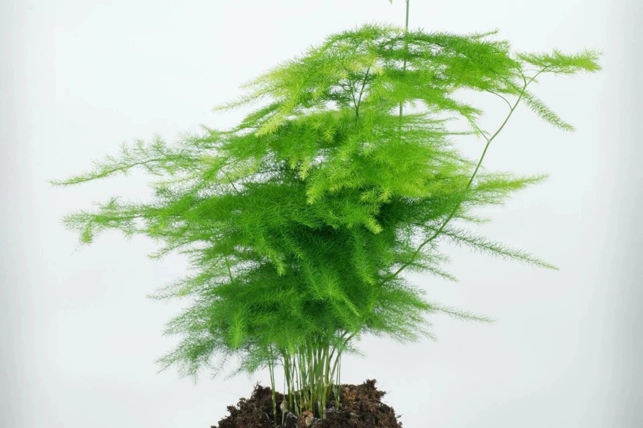 盆栽文竹的叶子发黄的几个原因分析要用什么方法来修复呢