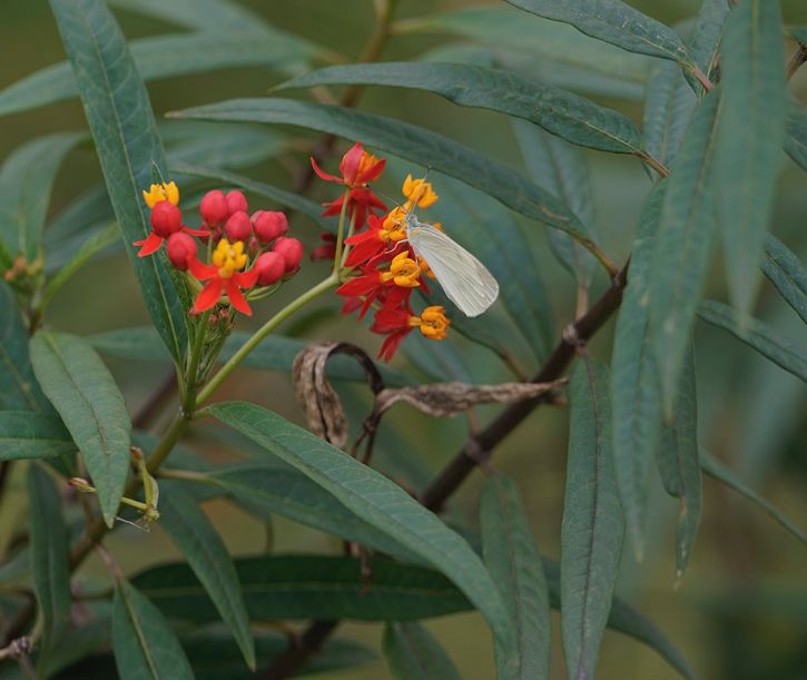 金灿灿的色彩,非常夺目,象征着到处留情|马利筋|幼虫|花语_新浪新闻
