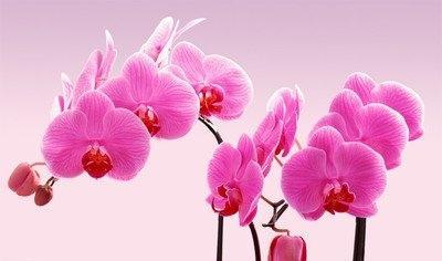 属鼠人的幸运颜色和幸运数字是什么呢您了解么