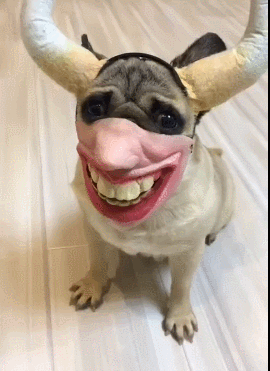 狗狗被主人弄成牛魔王,狗:鬼知道俺经历了什么!