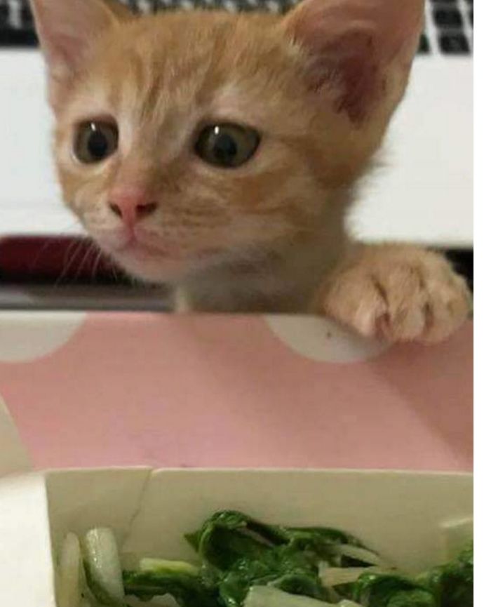 嘴馋的小猫咪看着鸡腿直流口水,眼巴巴的,把主人逗的直笑
