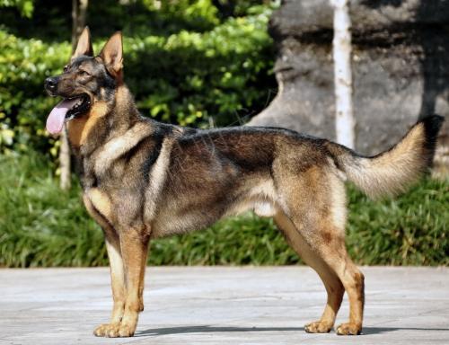 中国六大知名警犬你最喜欢哪一种