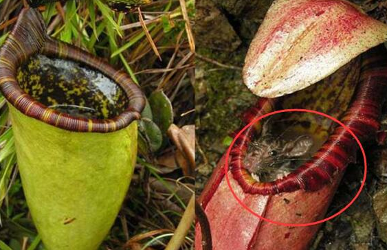 猪笼草|植物界|袋子_新浪新闻