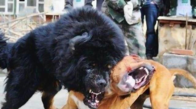 比特犬不服藏獒大战一触即发镜头记录激烈过程