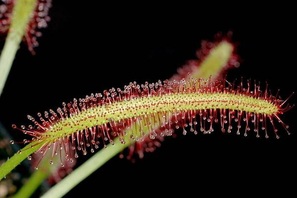 盆栽植物茅膏菜的养护方法