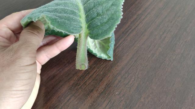 大岩桐花叶片扦插生根问题,1个水杯就可以解决,简单方便