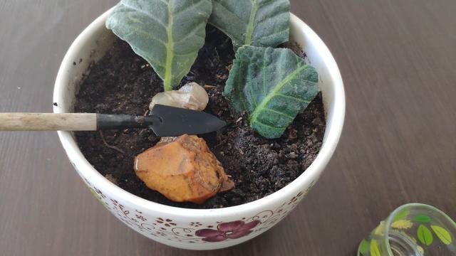 大岩桐花叶片扦插生根问题,1个水杯就可以解决,简单方便